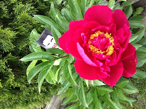 Look! A scam blossom!