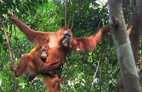 Sumatran Orangutan & child