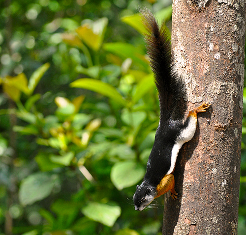 Borneo 