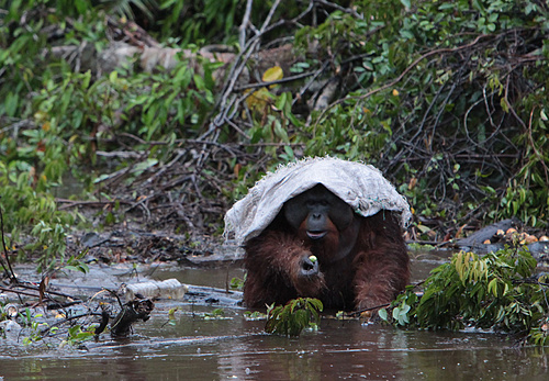 Orangutan rain cover