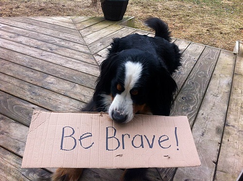 First Dog on Mars Campaign!