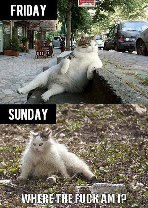 We like to think we are Friday cats...